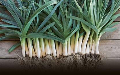 CEZIUS Vegetable - Leek Heirloom Blue De Solaise Seed