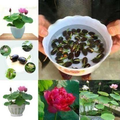 Arshiayat lotus seeds hybrid flower Seed