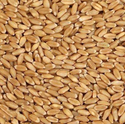 Wheat 1kg wheat organic seeds Flour and roti very tasty roti /chapati Seed