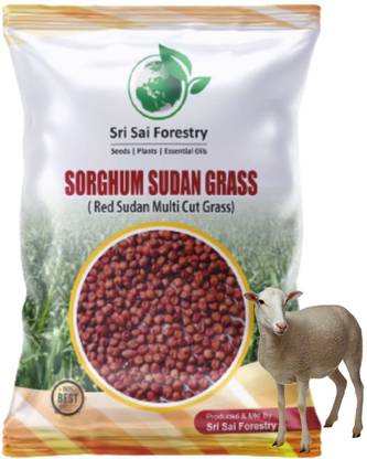 SRI SAI FORESTRY Sorgum Sudan Grass Seeds,Multi Cut Grass Seed