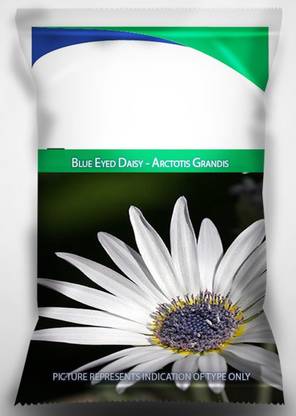 VibeX PUAS-94 - Blue Eyed Daisy - (180 Seeds) Seed