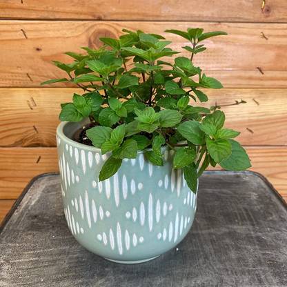 VibeX ® RXI-219 Mint Ginger Seeds Seed