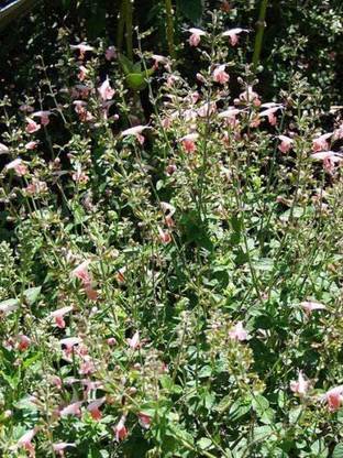 VibeX ® VMR-347 Coral Nymph Salvia Hummingbird Sage Seed