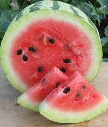 VibeX LXI-5 - Watermelon Jubilee - (150 Seeds) Seed