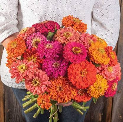 UGRA ZINNIA - Scabiosa Flowered Mixed Seed