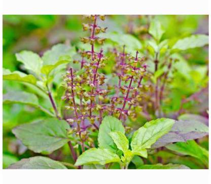 SEEDSART Tulsa JI Seeds Gorgeous Tulsi Seeds " Tulsi " Organic 120 Seeds , h74 Seed