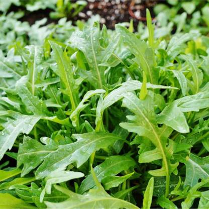 VibeX LX-47 - Wild Arugula - (2250 Seeds) Seed
