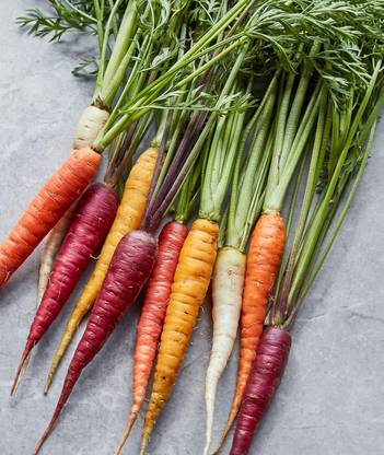 Biosnyg Kaleidoscope Blend Carrot Seeds-1000 Seeds/1gm Seed