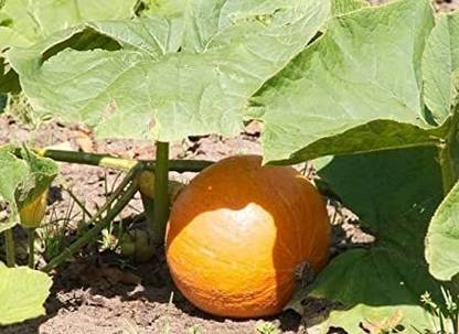 VibeX ® RXI-98 Kaddu Seeds Kohda Pumpkin कोहड़ा बीज Seed