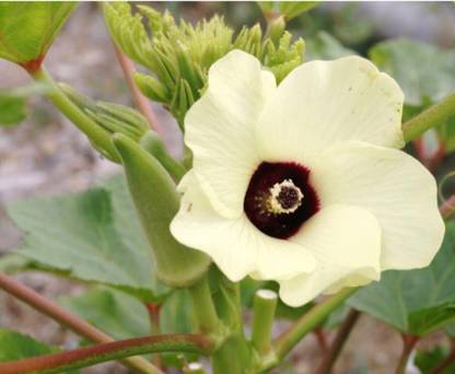 greenfarm NXC- Long Okra Seeds / Ladyfinger Seeds/ 160 X Seeds , hdf19 Seed