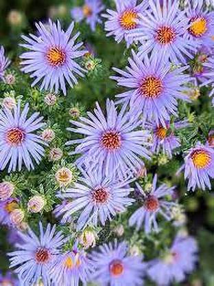 nizex Aster flower seed mixed beautifull flower seed b42 Seed