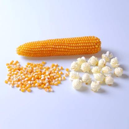 WILLVINE HUA -XIII Popcorn Seeds-[1Kg] Seed