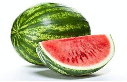 ActrovaX Giant Watermelon- HUGE 200 lbs [1600 Seeds] Seed