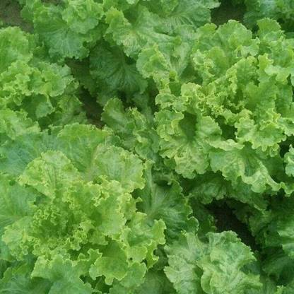 KNESSiN Large Loose Leaf Lettuce Seed
