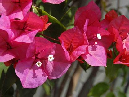 Kapebonavista Bougainvillea buttiana is a flowering live plant Seed