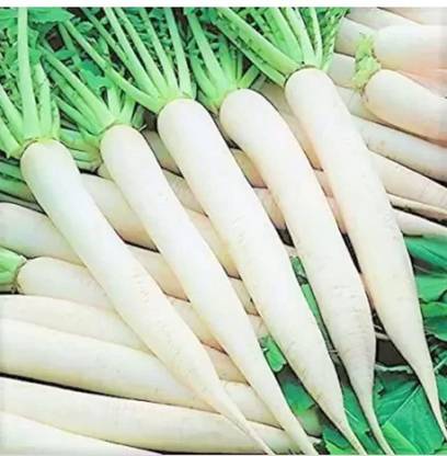 Aywal Vegetable Radish Seeds For Kitchen Garden Seed