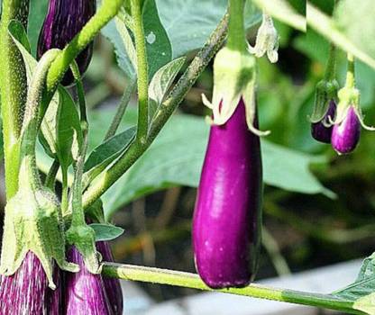 CALIBER Mini Eggplant, Little Fingers Seed