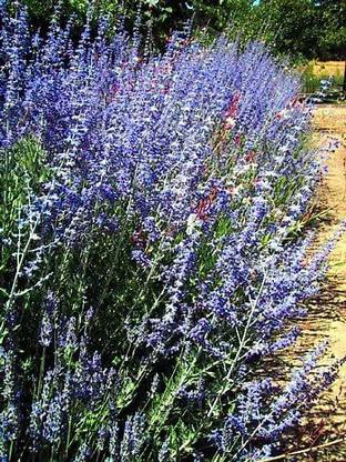 VibeX XL-12 - Russian Sage Herb - (1350 Seeds) Seed