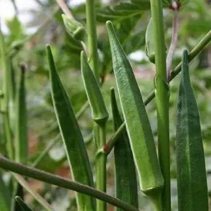 Aro Lady Finger, Okra, Bhindi Seed