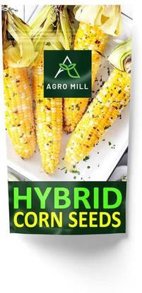 WILLVINE MAH -VIII NK-6290 Plus Hybrid Corn Seed-[50g] Seed