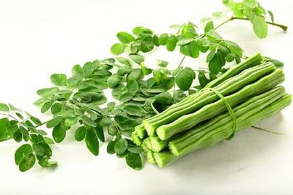 EKAKSHAR Hybrid Sajian Moringa Organic Plant Seeds 20 Seeds Pack GG4 Seed