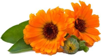 DROXTY ® NBIR-123-Pot Marigold Seeds - Calendula officinalis-100 x Seeds Seed