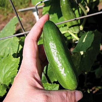 Avysa Baby Cucumber Seeds, Gormet Mini, Seeds-CuC_1121 Seed