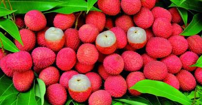 Aywal Litchi, Lichi, Lychee Seed