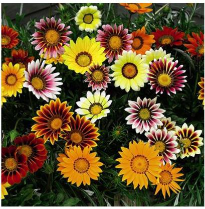 INTRA Mix Gazania Hybrid flower Seed