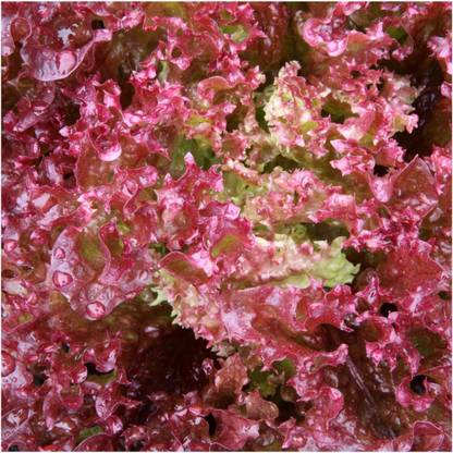 WILLVINE Hybrid Lollo Rosso Lettuce (Lactuca sativa)-2500 Seeds Seed
