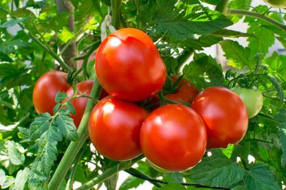 Paudha Tomato TS 15 Seed