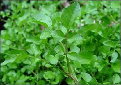 Mozette Organic water cress herb Seed