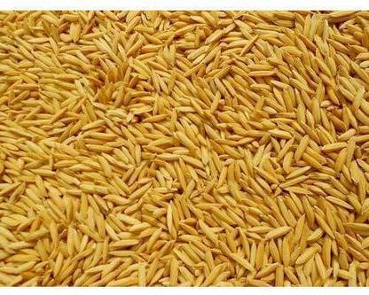 BDSresolve Dhan Paddy Seeds Vadlu For Pooja, Germination Seed