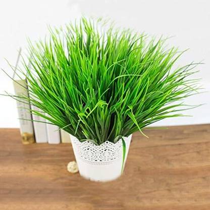 KNESSiN Wheatgrass Microgreen Seeds - Wheatgrass Seed