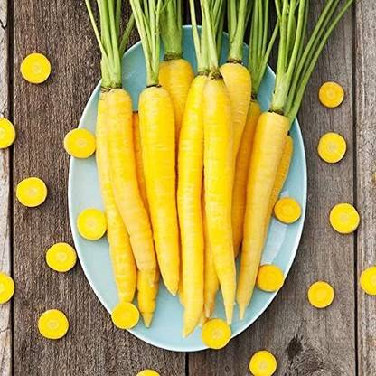 Qualtivate GXL-6AT Solar Yellow Carrot Seeds Seed