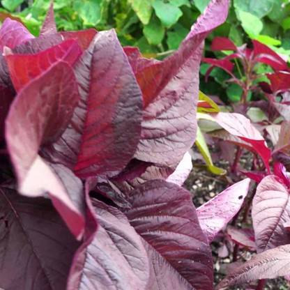 SREE Lal Saag/ Red Spinach, Red Amaranthus Seed Seed