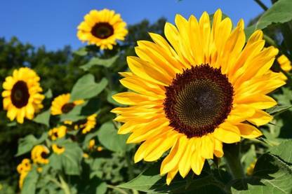 Biosnyg Common Sunflower [100 Seeds] Seed