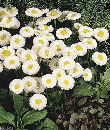 CYBEXIS PUAS-77 - Super Enorma Double - English Daisy - (60 Seeds) Seed