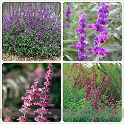 VibeX TLX-75 - Mexican Bush Sage Pink Salvia - (150 Seeds) Seed