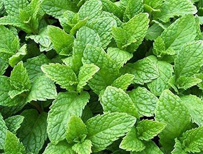 VibeX LXI-5 - Kentucky Colonel Mint - (150 Seeds) Seed