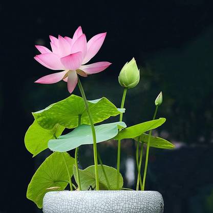 VibeX LXI-22 - Bowl Lotus - (90 Seeds) Seed