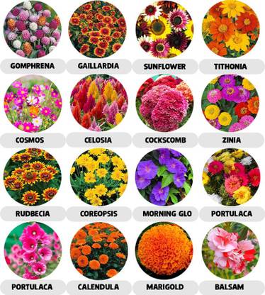 abiswas 16 Variety Combo Pack 16 variety of Flower Seed