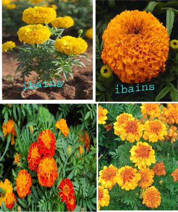 AloGardening Hybrid Marigold flower seeds combo pack,winter season flower seed Seed