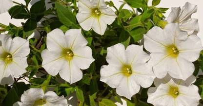 Quentova White Petunia Flower-US-9C Seed