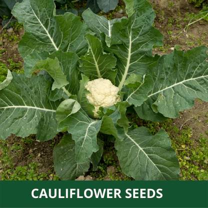 DHENU PRASAD 412 F1 Hybrid Big Cauliflower Seed