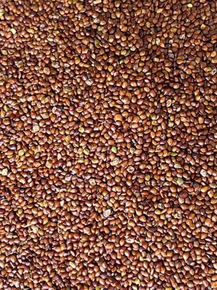 Agromate HEDGE LUCERN, DASHRATH GHAS, VELIMASAL, DESMANTHUS, FODDER GHAS-3 to 4 year multicutting Seed