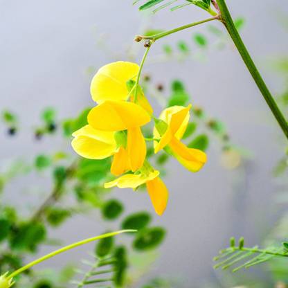 DeodarSeeds Prickly Sesbania Seeds, Dhaincha (Danch) Seeds, Sesbania aculeata Seed