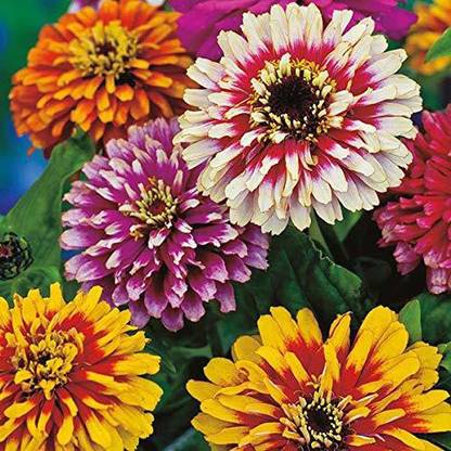 CYBEXIS NBIR-59 - Zinnia" Exotic Mixed" Rare Ornamental Flower - (90 Seeds) Seed