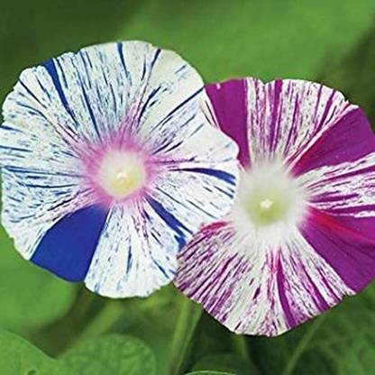 CYBEXIS XL-97 - Morning Glory Harlequin - Flower Mix - (100 Seeds) Seed
