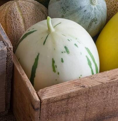 Qualtivate XXX-6A Snow Leopard Melon Melon| Very Rare Seed